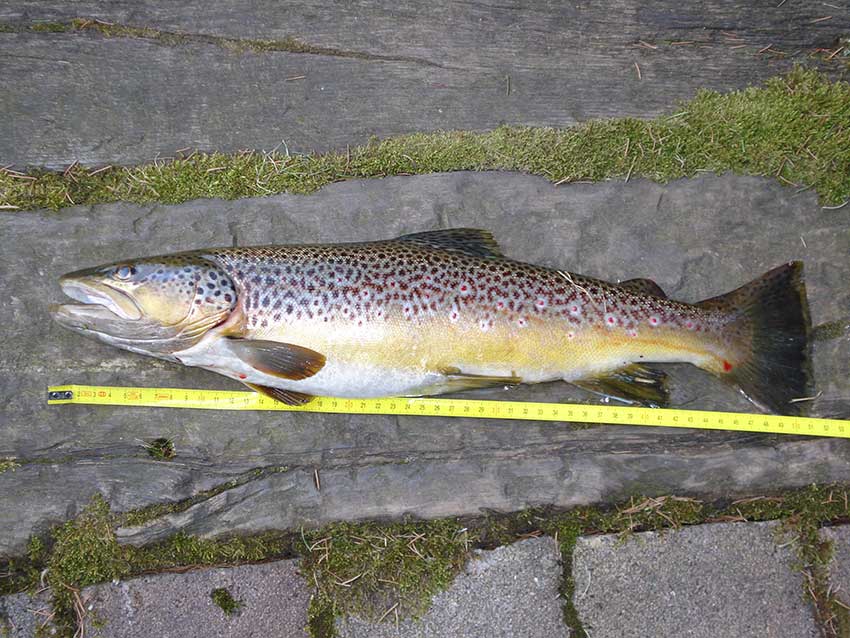 Bachforelle (51cm)